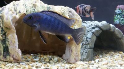 Лот: 16200334. Фото: 1. Псевдотрофеус трофеопс (Pseudotropheus... Рыбки