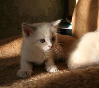 Лот: 9868385. Фото: 1. Шотландский прямоухий. Кошки, котята