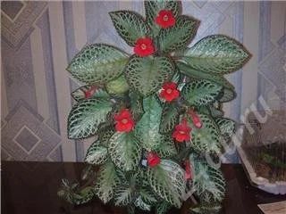 Лот: 356907. Фото: 1. эписция. Горшечные растения и комнатные цветы