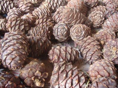 Лот: 2061387. Фото: 1. продам шишку кедровую свежая вкусная... Ягоды, орехи