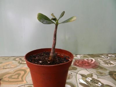 Лот: 7500296. Фото: 1. Адениум Obesum Desert Rose Mix... Горшечные растения и комнатные цветы