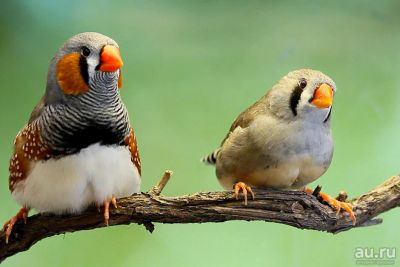 Лот: 10067476. Фото: 1. Амадины (молодая готовая пара... Птицы