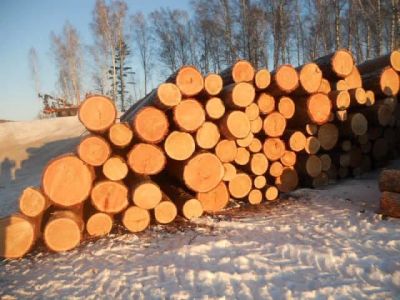 Лот: 16920433. Фото: 1. Лиственница Круглый лес (кругляк... Древесина, пиломатериал
