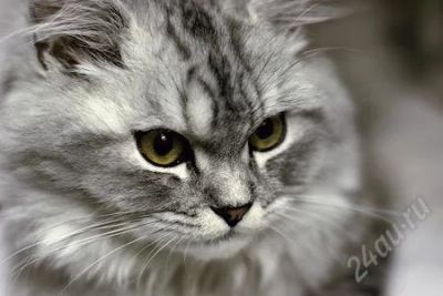 Лот: 2492201. Фото: 1. открытка кот сильвер. Открытки, конверты