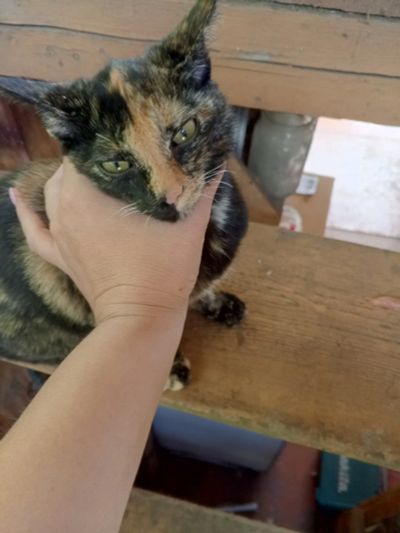 Лот: 25556245. Фото: 1. Котёнок. Кошки, котята