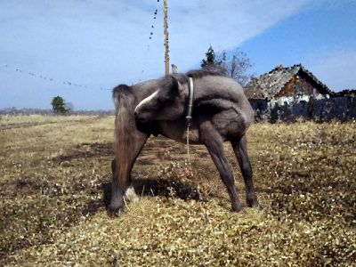 Лот: 14236432. Фото: 1. Жеребец. Остальные животные