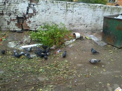 Лот: 4546907. Фото: 1. один день , иначе помрёт. Горшечные растения и комнатные цветы
