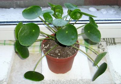 Лот: 7955283. Фото: 1. Пилея пеперомиевидная (Pilea peperomioides... Горшечные растения и комнатные цветы