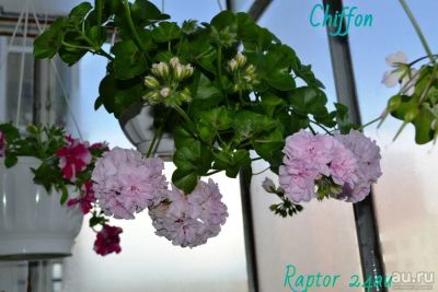 Лот: 8388406. Фото: 1. Плющелистная пеларгония Chiffon. Горшечные растения и комнатные цветы
