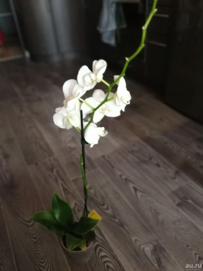 Лот: 13529440. Фото: 1. Орхидея 5. Горшечные растения и комнатные цветы