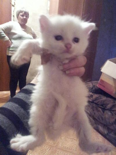 Лот: 3441217. Фото: 1. Маленький комок счастья в ваш... Кошки, котята