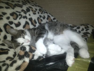 Лот: 6114632. Фото: 1. Отдается котенок-Мышонок, котик... Кошки, котята