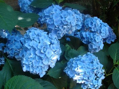 Лот: 13054301. Фото: 1. Гортензия крупнолистовая Либертин... Декоративные кустарники и деревья