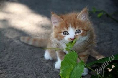 Лот: 1716526. Фото: 1. очень веселые и милые котята в... Кошки, котята