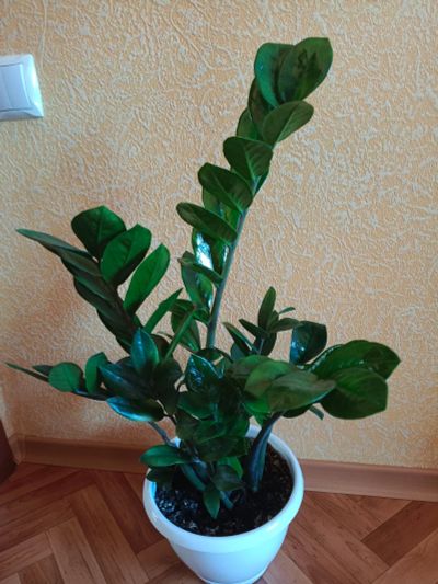 Лот: 25651980. Фото: 1. Замиокулькас (Долларовое дерево... Горшечные растения и комнатные цветы