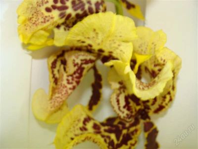 Лот: 1953377. Фото: 1. орхидея Degarmoara. Горшечные растения и комнатные цветы