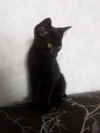 Лот: 10048093. Фото: 1. Отдам котика. Кошки, котята