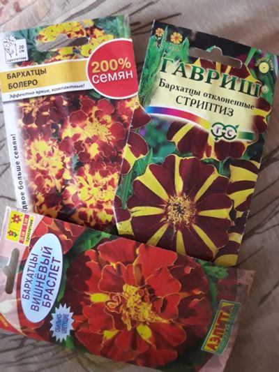 Лот: 9762044. Фото: 1. Рассада цветы бархатцы. Садовые цветы