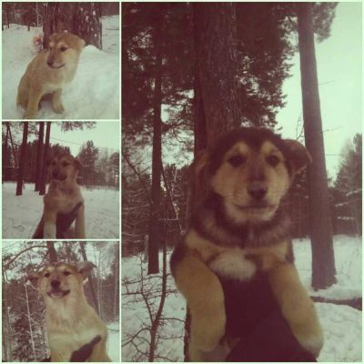 Лот: 8895286. Фото: 1. Щенки в хорошие руки. Собаки, щенки