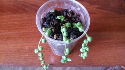 Лот: 9447910. Фото: 1. Крестовник Роули (Senecio rowleyanus... Горшечные растения и комнатные цветы