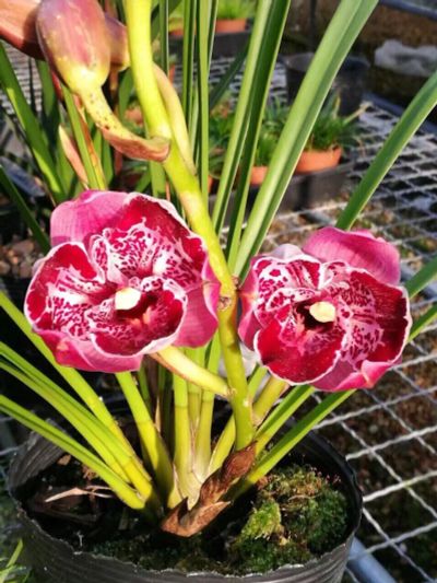 Лот: 12753209. Фото: 1. Орхидея цимбидиум. Горшечные растения и комнатные цветы