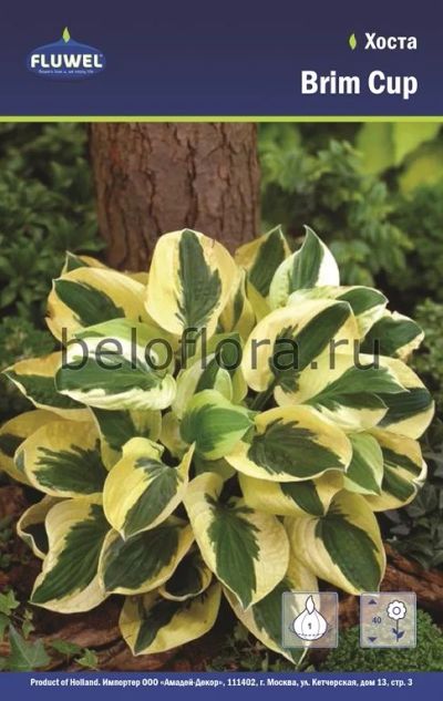 Лот: 15769048. Фото: 1. Хоста Brim Cup, 1 корень. Садовые цветы