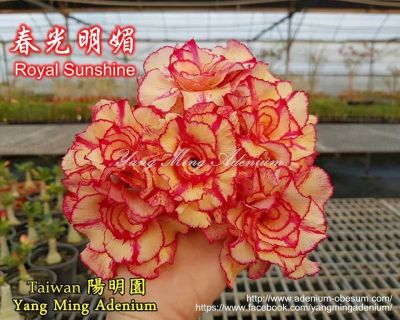 Лот: 18112653. Фото: 1. Адениум Royal Sunshine. Горшечные растения и комнатные цветы