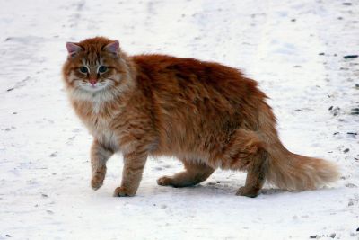 Лот: 15075828. Фото: 1. Пушистый рыженький котик ищет... Кошки, котята