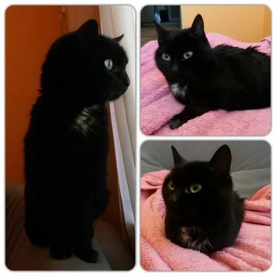 Лот: 7081871. Фото: 1. Отдам кошечку! Маленькая, возраст... Кошки, котята