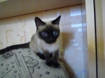 Лот: 5918865. Фото: 1. Кошечка сиамская . Кошки, котята
