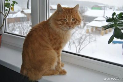 Лот: 4278378. Фото: 1. шикарный курильский бобтейл. Кошки, котята