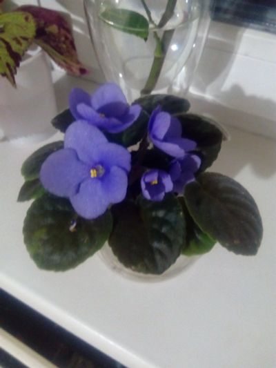 Лот: 14424679. Фото: 1. Фиалка голубая "Карнавал". Горшечные растения и комнатные цветы