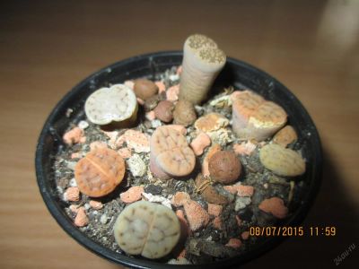 Лот: 5793741. Фото: 1. Литопсы. Горшечные растения и комнатные цветы