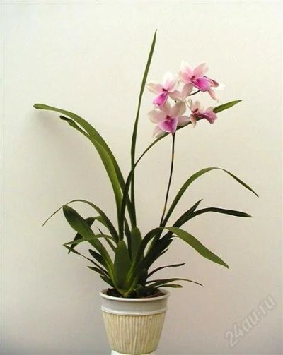 Лот: 1635468. Фото: 1. орхидея Miltonia гибридная с цветоносом. Горшечные растения и комнатные цветы