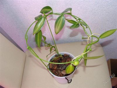 Лот: 2423493. Фото: 1. Орхидея Ваниль Vanilla Вариегатная. Горшечные растения и комнатные цветы