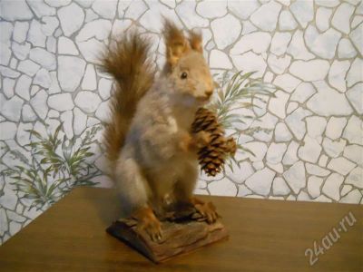 Лот: 461780. Фото: 1. чучело белки. Другое (туризм, охота, рыбалка, самооборона)