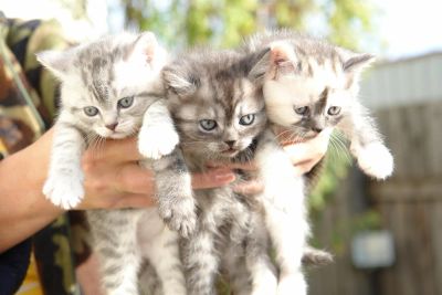 Лот: 3360178. Фото: 1. Продам шотландских прямоухих котят. Кошки, котята