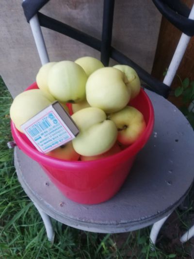 Лот: 18026739. Фото: 1. Яблоки Белый налив свежесобранный... Овощи, фрукты, зелень