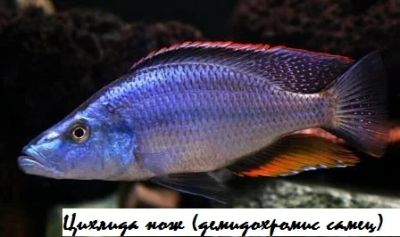 Лот: 4669471. Фото: 1. Обмен цихлида нож. 7-10 особей... Рыбки