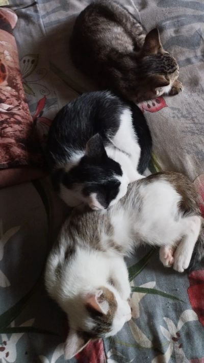 Лот: 25634265. Фото: 1. Котята. Миски, лотки, наполнители