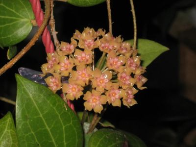Лот: 9823765. Фото: 1. Хойя Фитчи (Hoya fitchii, cиноним... Горшечные растения и комнатные цветы