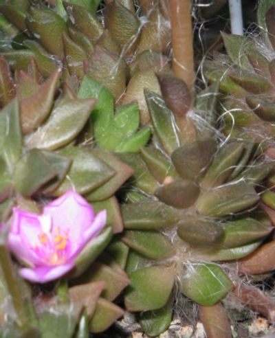 Лот: 11956024. Фото: 1. анакамперос Anacampseros rufescens... Горшечные растения и комнатные цветы