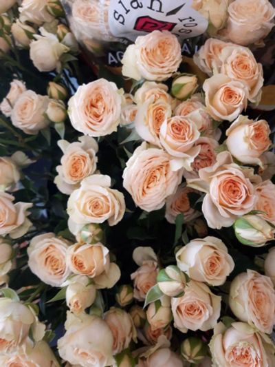 Лот: 14625499. Фото: 1. Кремовые кустовые розы /70см. Свежие цветы