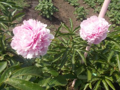 Лот: 13991257. Фото: 1. Пион розовый(Сара бернар). Садовые цветы