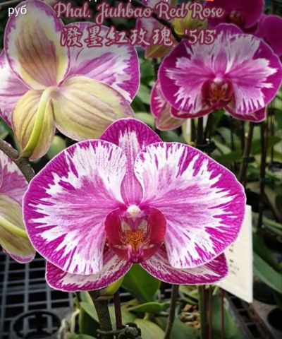 Лот: 17517684. Фото: 1. Орхидея Фаленопсис/102/сорт Jiuhbao... Горшечные растения и комнатные цветы