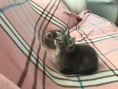 Лот: 10012489. Фото: 1. Котенок. Британская девочка. Кошки, котята