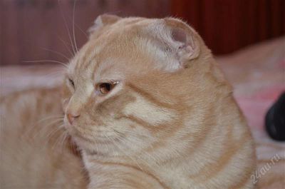 Лот: 1515783. Фото: 1. Вислоухий красавец ищет невесту... Кошки, котята