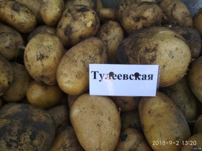 Лот: 11413427. Фото: 1. Картофель сорта "Тулеевский". Картофель