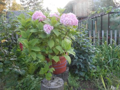 Лот: 4388071. Фото: 1. гортензия. Другое (семена, рассада, садовые растения)