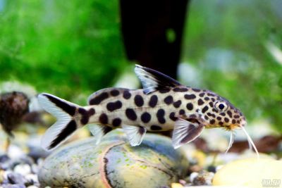 Лот: 16307305. Фото: 1. Синодонтис далматин (Synodontis... Рыбки